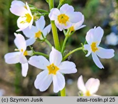 Hottonia palustris (okrężnica bagienna)