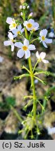 Hottonia palustris (okrężnica bagienna)