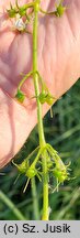 Hottonia palustris (okrężnica bagienna)