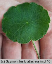 Hydrocotyle vulgaris (wąkrota zwyczajna)