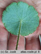 Hydrocotyle vulgaris (wąkrota zwyczajna)