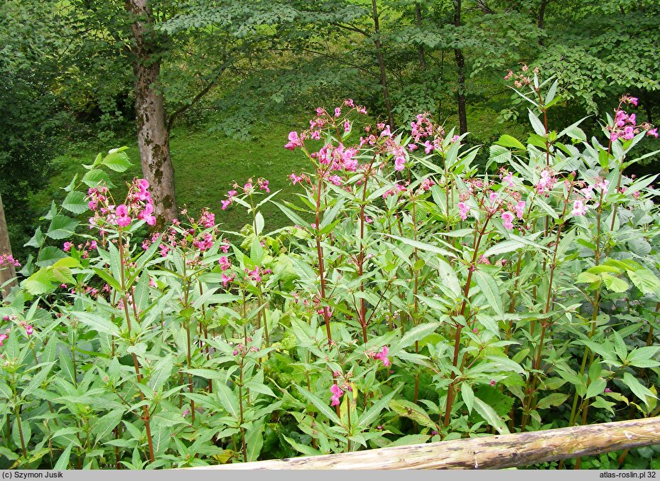 Impatiens glandulifera (niecierpek himalajski)