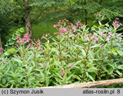 Impatiens glandulifera (niecierpek himalajski)