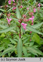 Impatiens glandulifera (niecierpek himalajski)