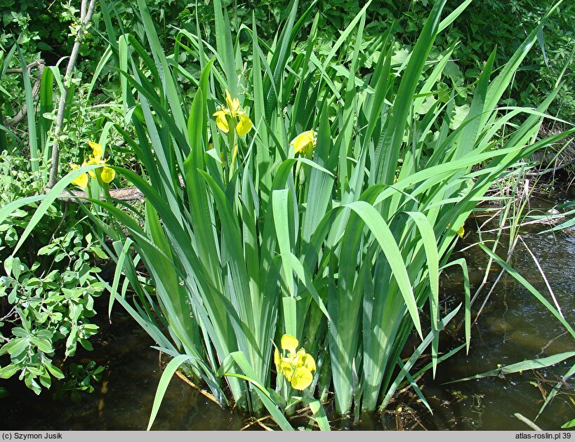 Iris pseudacorus (kosaciec żółty)