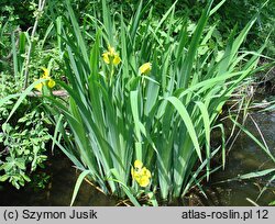 Iris pseudacorus (kosaciec żółty)