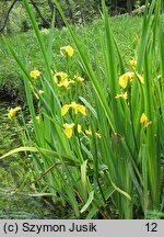 Iris pseudacorus (kosaciec żółty)