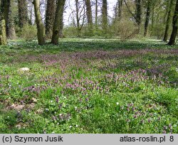 Lamium purpureum (jasnota purpurowa)