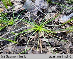 Littorella uniflora (brzeżyca jednokwiatowa)