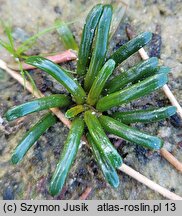 Lobelia dortmanna (lobelia jeziorna)