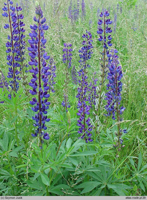 Lupinus polyphyllus (łubin trwały)