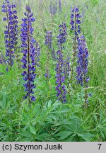 Lupinus polyphyllus (łubin trwały)