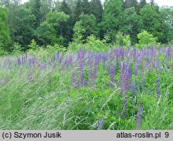 Lupinus polyphyllus (łubin trwały)