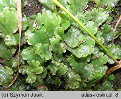 Marchantia polymorpha ssp. polymorpha (porostnica wodna)