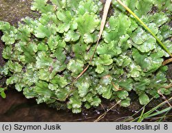 Marchantia polymorpha ssp. polymorpha (porostnica wodna)