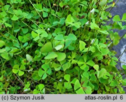 Marsilea quadrifolia (marsylia czterolistna)