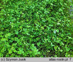 Marsilea quadrifolia (marsylia czterolistna)