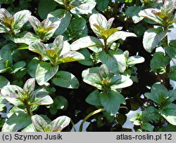 Mentha aquatica (mięta nadwodna)