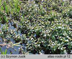 Mentha aquatica (mięta nadwodna)