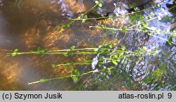 Mentha aquatica (mięta nadwodna)