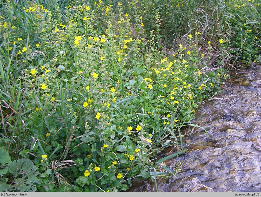 Mimulus guttatus (kroplik żółty)