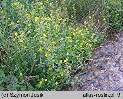 Mimulus guttatus (kroplik żółty)