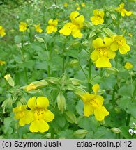 Mimulus guttatus (kroplik żółty)