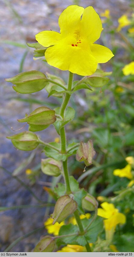 Mimulus guttatus (kroplik żółty)