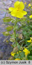 Mimulus guttatus (kroplik żółty)