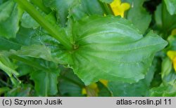 Mimulus guttatus (kroplik żółty)