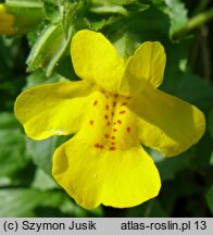 Mimulus guttatus (kroplik żółty)