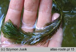 Myriophyllum spicatum (wywłócznik kłosowy)