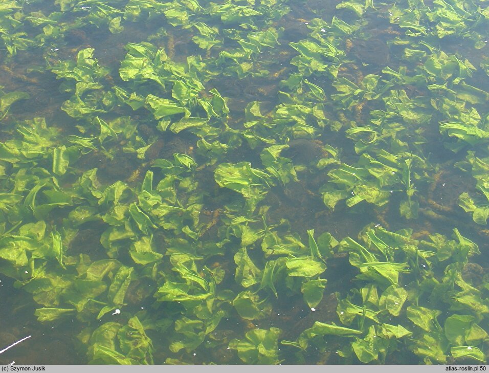 Nuphar lutea var. submersa (grążel żółty forma zanurzona)