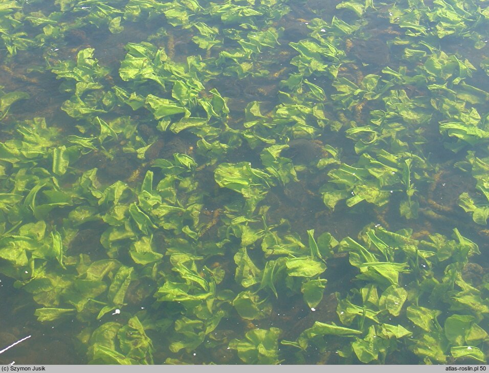 Nymphaea lutea f. submersa (grążel żółty forma zanurzona)