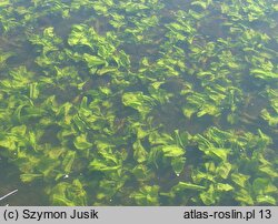 Nymphaea lutea f. submersa (grążel żółty forma zanurzona)