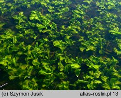 Nymphaea lutea f. submersa (grążel żółty forma zanurzona)