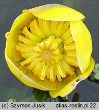 Nuphar lutea (grążel żółty)