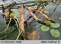 Nuphar lutea (grążel żółty)