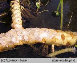 Nuphar lutea (grążel żółty)