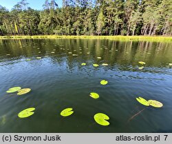 Nuphar pumila (grążel drobny)