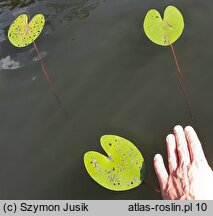 Nuphar pumila (grążel drobny)