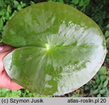 Nymphaea alba (grzybienie białe)