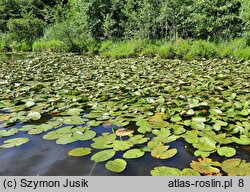 Nymphaea alba (grzybienie białe)