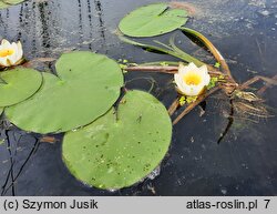 Nymphaea candida (grzybienie północne)