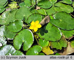 Nymphoides peltata (grzybieńczyk wodny)