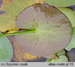 Nymphoides peltata (grzybieńczyk wodny)