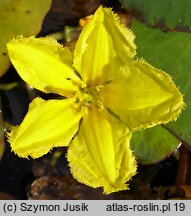 Nymphoides peltata (grzybieńczyk wodny)