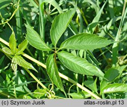 Parthenocissus quinquefolia (winobluszcz pięciolistkowy)