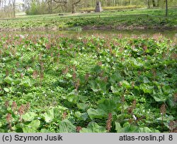 Petasites hybridus (lepiężnik różowy)