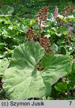 Petasites hybridus (lepiężnik różowy)